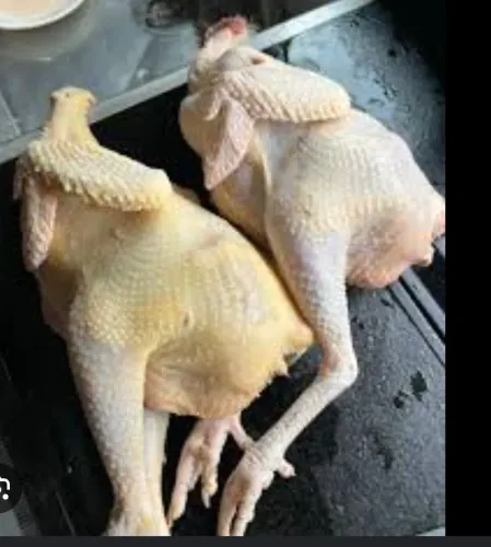 Vendo galinha semi caipira e caipira.