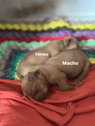 Filhote de Pinscher n1