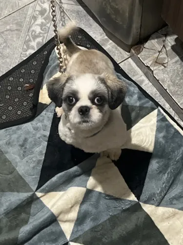 Shihtzu cachorro dócil manso