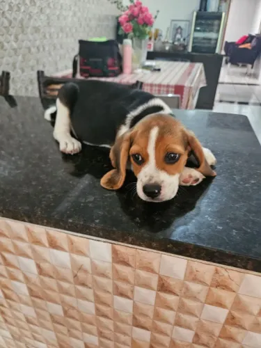 Beagles filhotes a venda em Jp