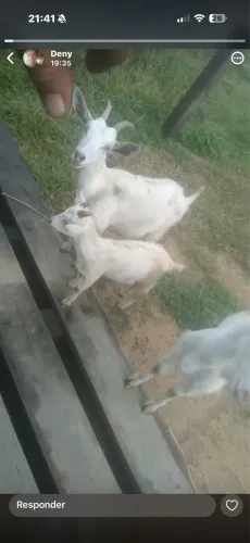 Vendo Cabrito e Carneiro 
