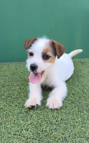 Jack Russell terrier pelo curto e pelo longo 