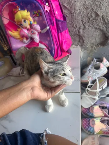 Estou doador duas gatas fêmeas 