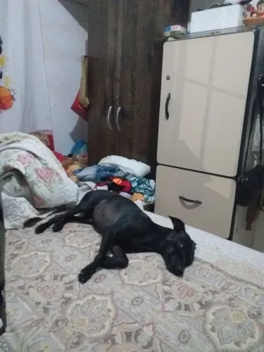 Vendo pincher femia 8 meses
