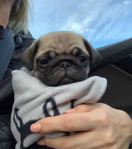 Filhote pug, Seu novo cãopanheiro está ansioso para te encher de amor!