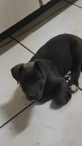Pitbull fêmea 