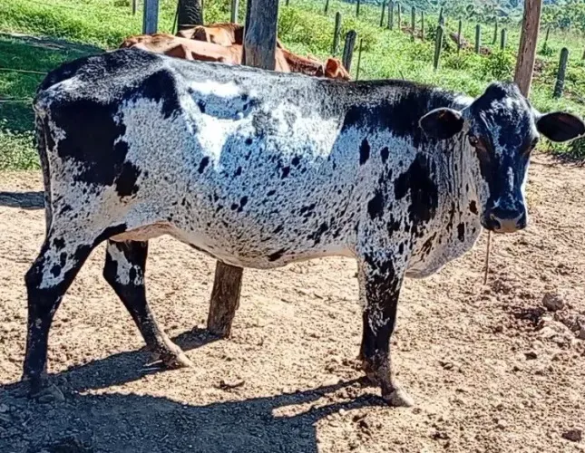 Vendo vaca adianta de cria