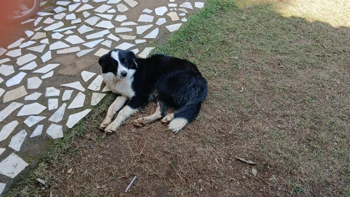 Doa-se cadela