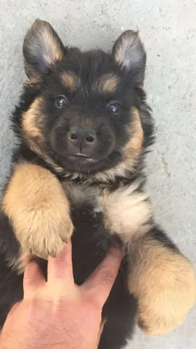 Pastor alemão Um Pet que vai fazer seus dias mais felizes