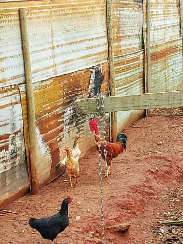 Galinhas e galo a venda