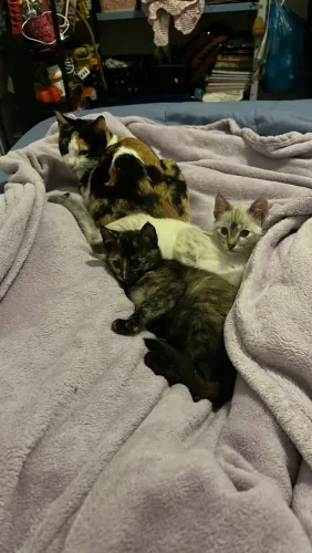 Filhotes de gato para doação 