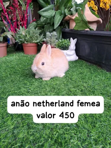 confira nossos mini coelhos 