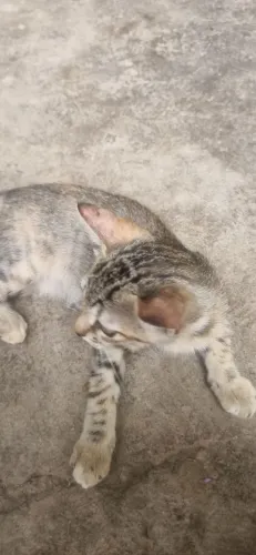 Doação de gatinhos lindos
