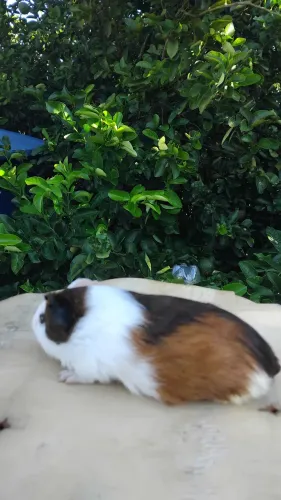 Vendo porquinho da india