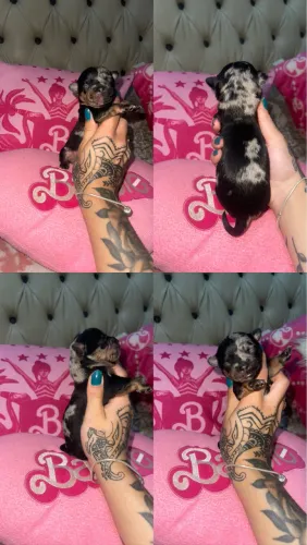 Chihuahua para reserva exótico