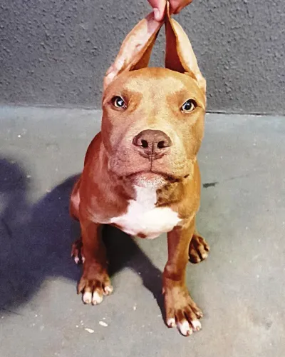 Pitbull