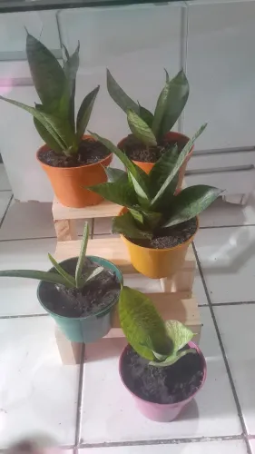 Mudas de plantas