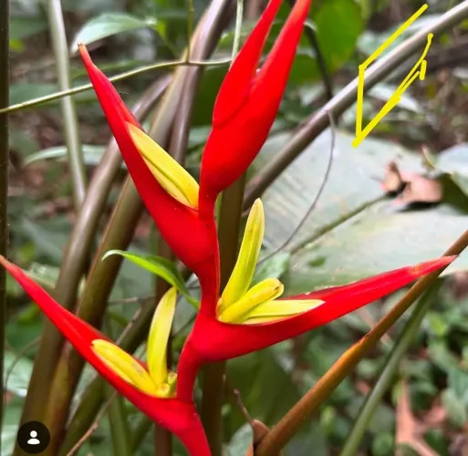 Flor natural de Heliconia Velloziana para arranjos