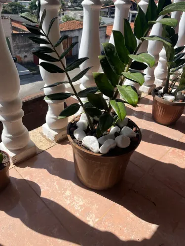 Plantas