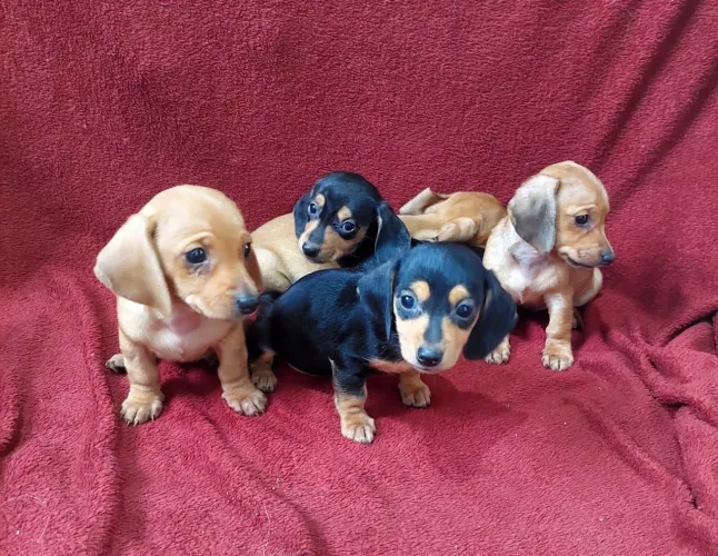 Basset tenho tres femeas e tres macho