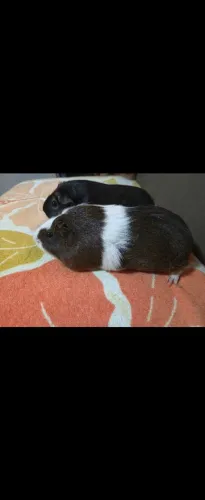 DOAÇÃO PORQUINHAS DA INDIA