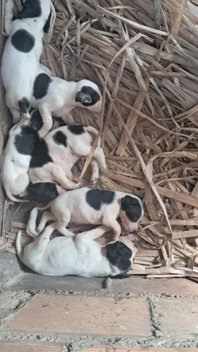 Vende-se lindos filhos de cachorro da raça pointer inglês 