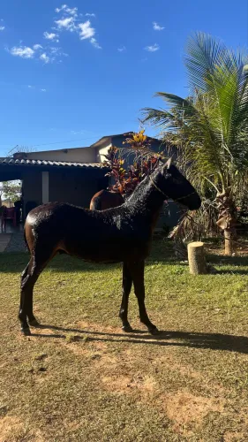 Potro 