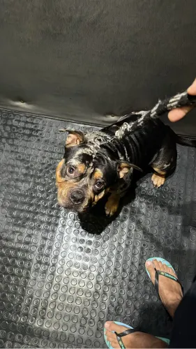 Vendo cão da raça American Bully