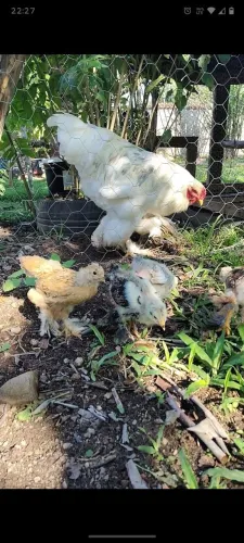 Pintinhos de Brahma puros 