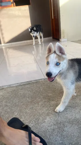 Husky Siberiano