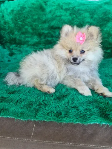 Spitz alemão fêmea