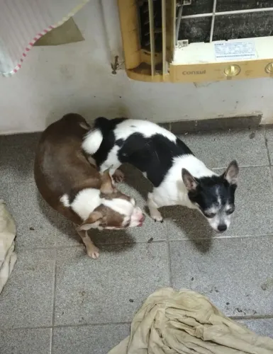 Chihuahua macho adulto 