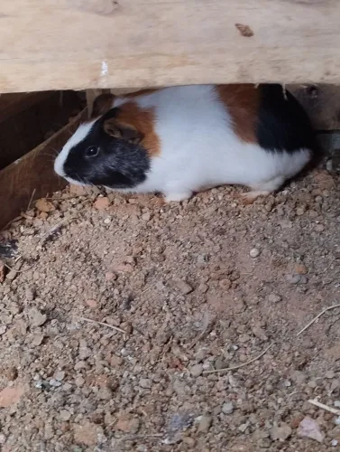 Porquinhos da índia macho 50 reais