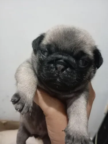 Vendo filhote de Pug fêmea 