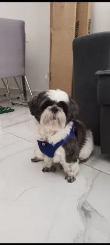 Preciso de uma cadela Shitzu fêmea para cruzar (próximo de Taguatinga)
