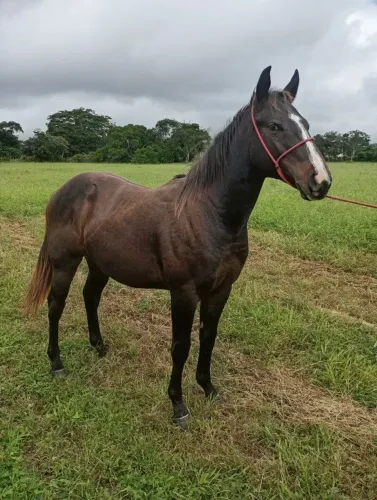 Cavalo 