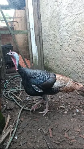 Peru Macho 