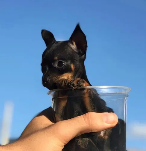 Filhote de pinscher vermifugado e vacinnados macho e femeas