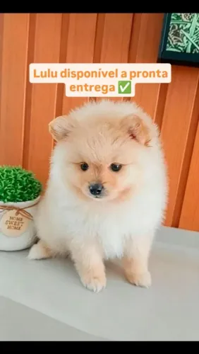 Spitz alemão