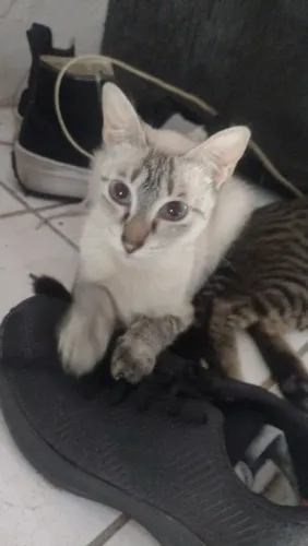 Gatinha para adoção 