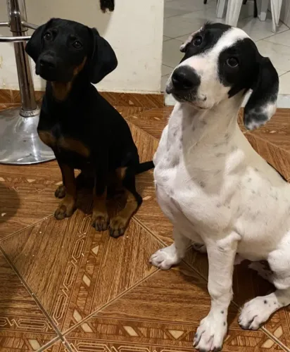 Doação de Cachorros 