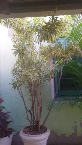 Desapego de planta