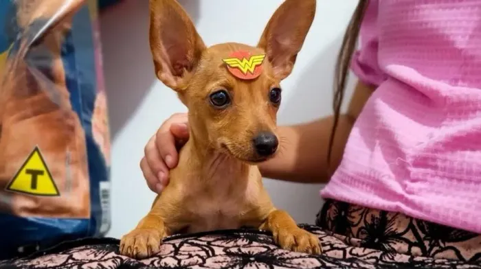 Pinscher macho 0