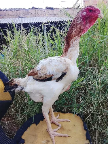 Índio gigante