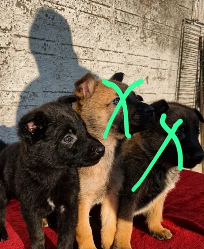 Pastor belga malinois black