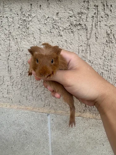 Vendo filhotes de porquinho da índia