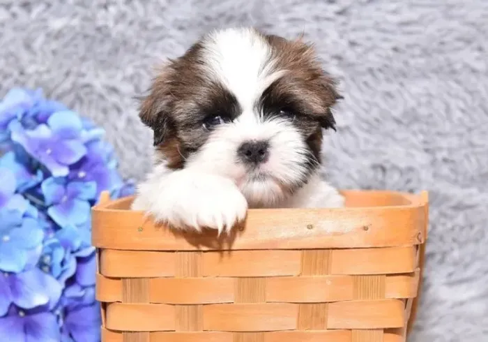 Cachorro filhote shih tzu/shitzu super dócil de linhagem selecionada