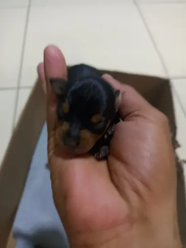 Vendo cachorros 