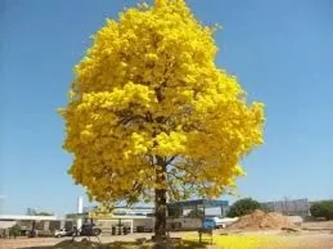 O Ipê-amarelo (Handroanthus vellosoi) vendo mudas