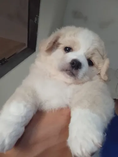 Uma princesa linda shih-tzu
